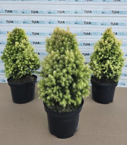 picea-glauca-daisy-white-1