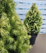 Picea Glauca Daisy's White - imagine 2