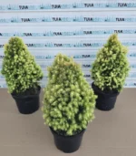 Picea Glauca Daisy's White - imagine 3
