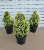 Picea Glauca Daisy's White - imagine 5