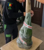 tuia-smaragd-60-80-cm-4