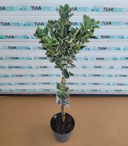 euonymus-japonicus-kathy-1