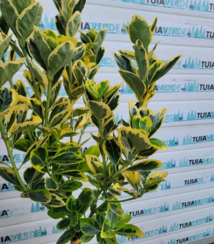 euonymus-japonicus-marieke-2