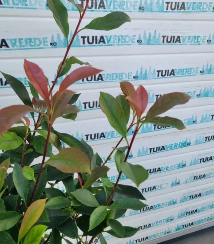photinia-red-robin-carre-rouge-2