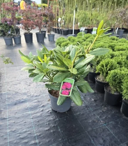 rododendron-1