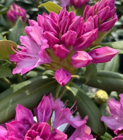 rododendron-2