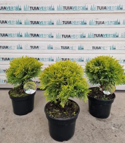 tuia-miriam-globular-1